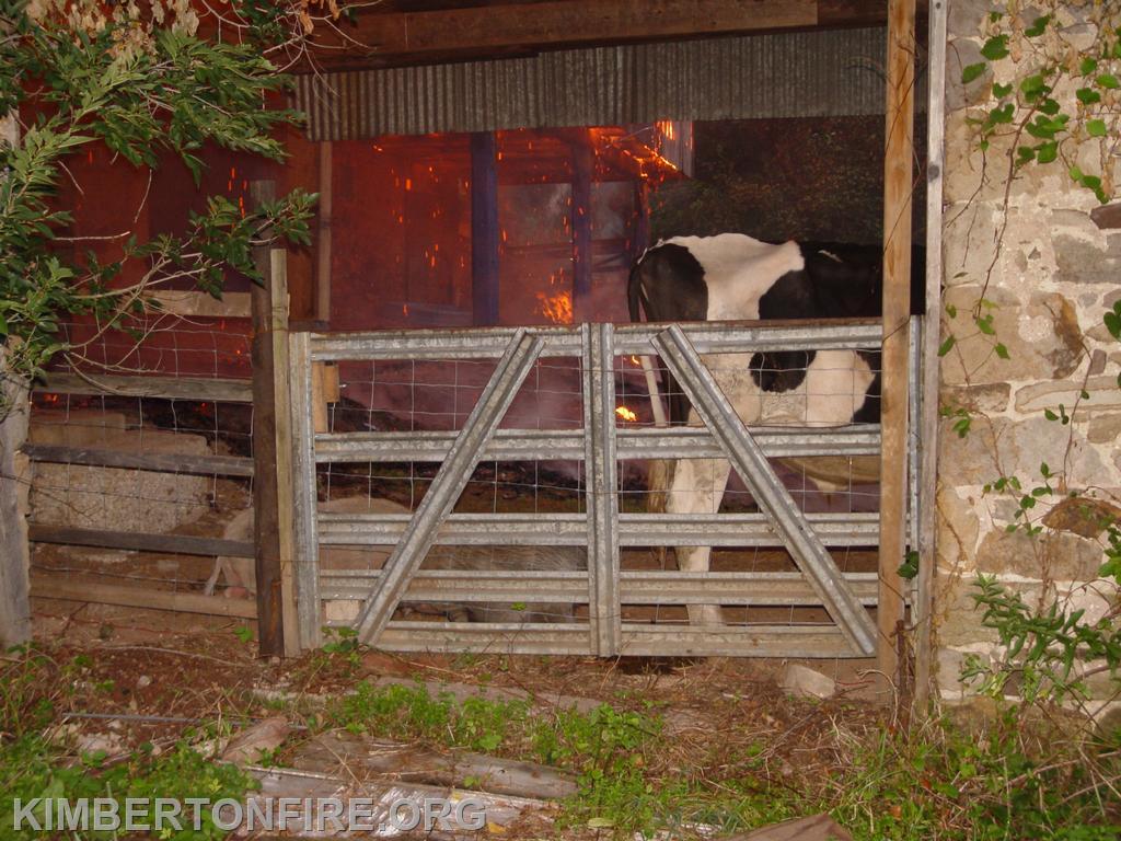 Around back - firefighters found a cow and two pigs awaiting rescue