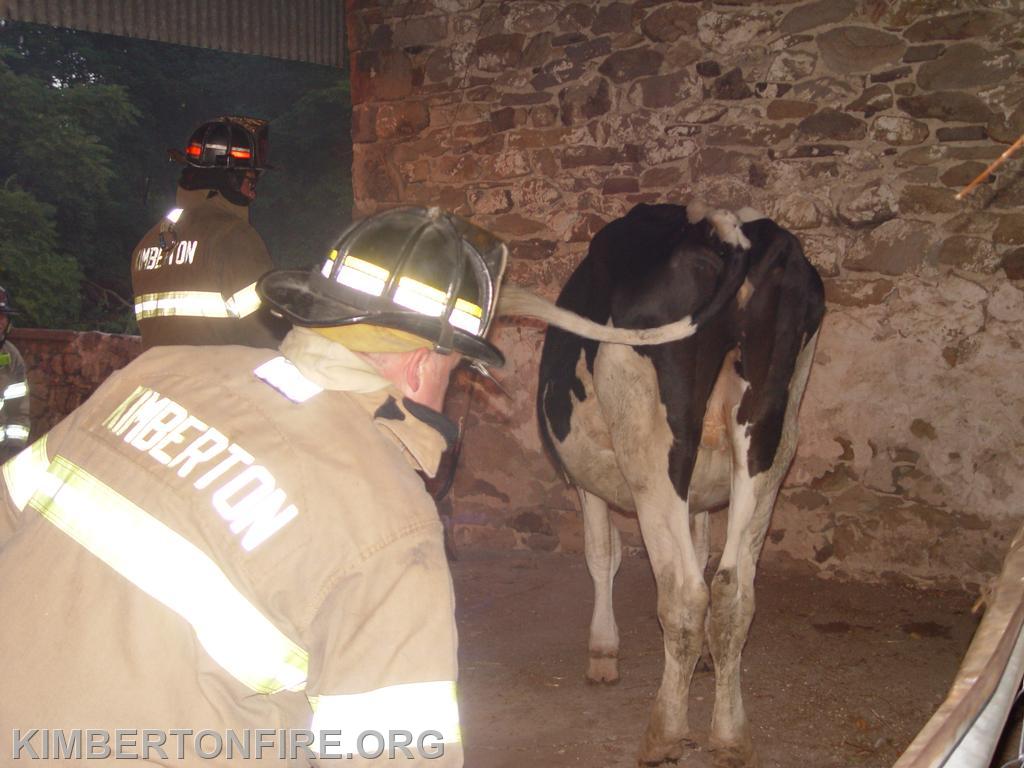 Crews work to get the cow out of the barn